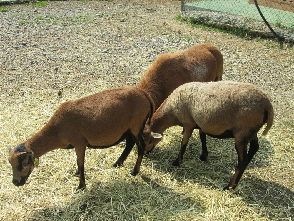 Livestock