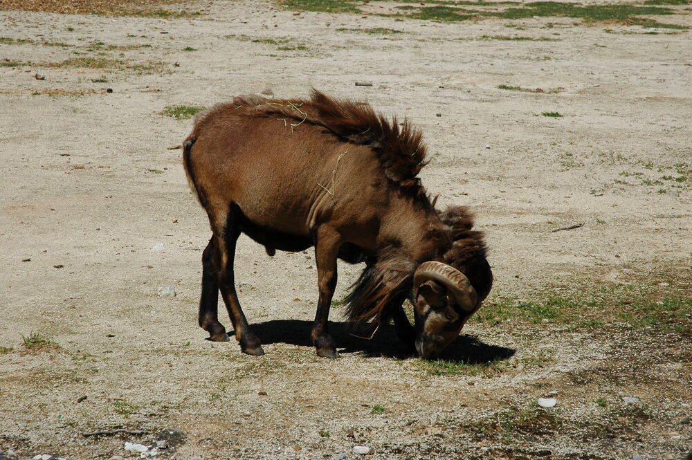 Livestock