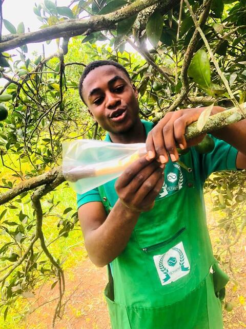 Grafting fruit trees