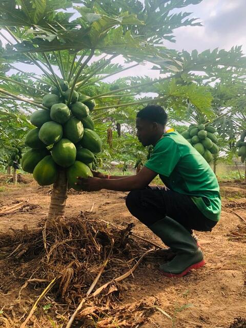 Orchard: papaya trees