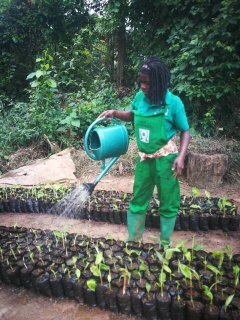 Watering the nursery