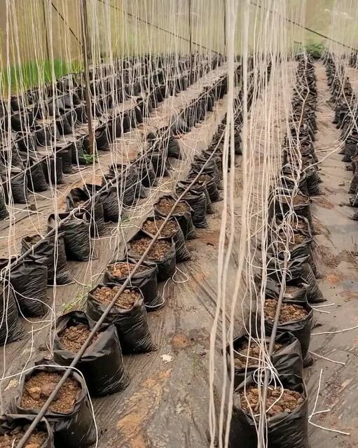 Greenhouse horticulture