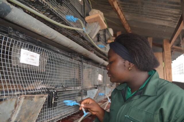 Rabbit farming