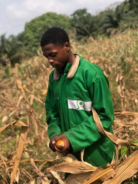 Maize harvest