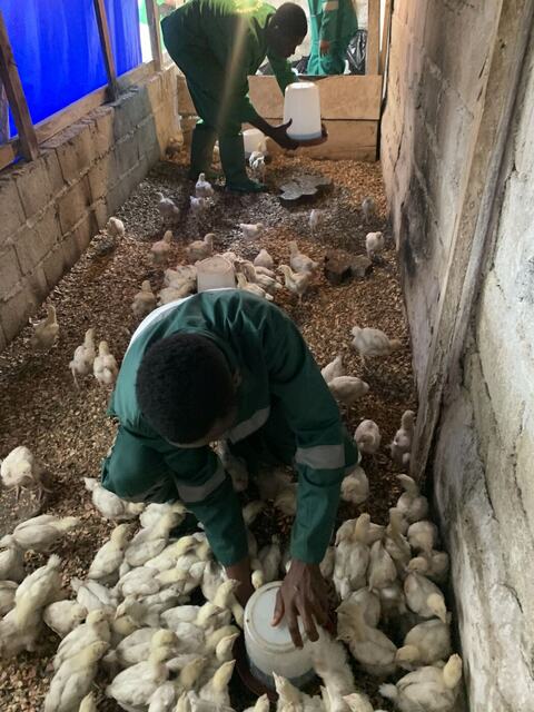 Raising chicks